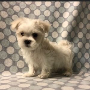 Meet your Posher, Wendy